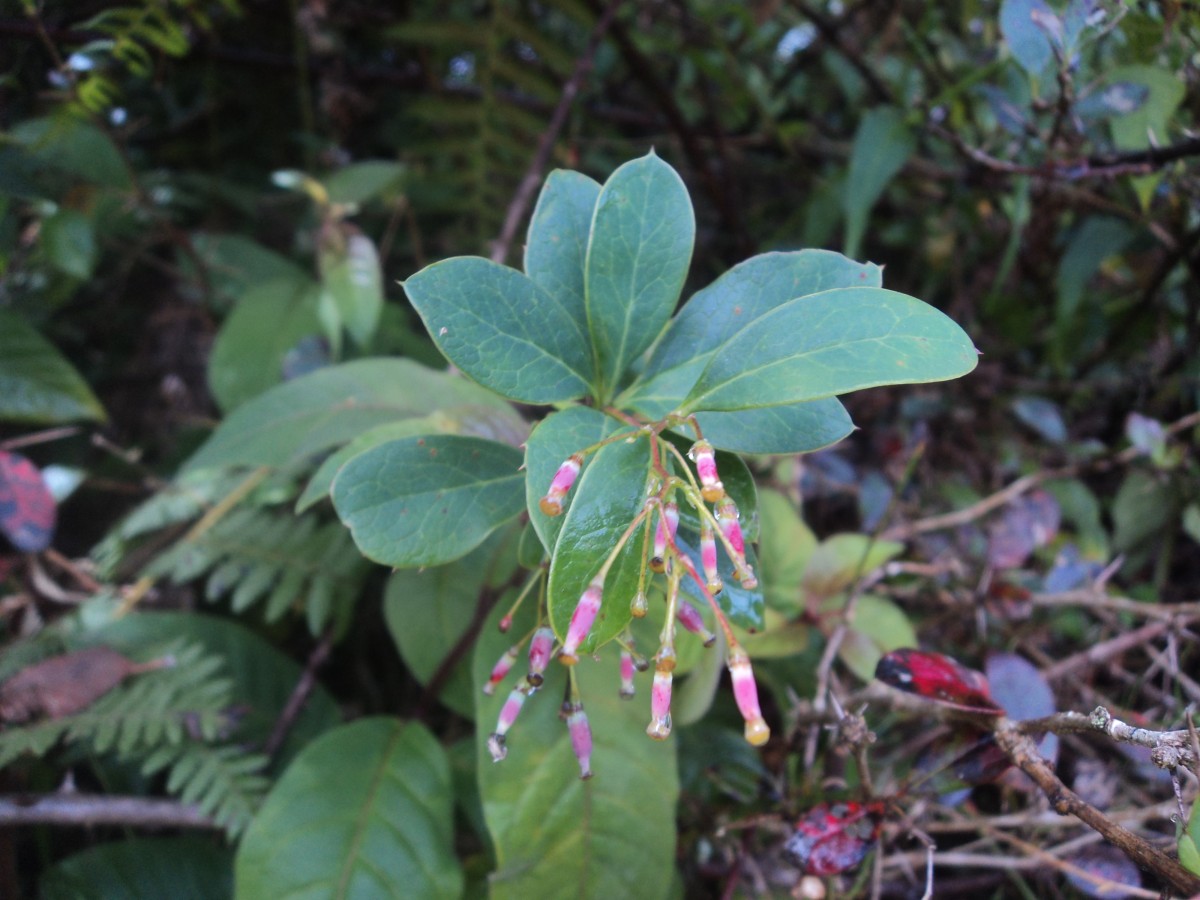 Berberis ceylanica C.K.Schneid.